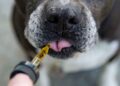 Top Picks for the Best Dog Mushroom Supplements: Boost Your Pet’s Health Naturally